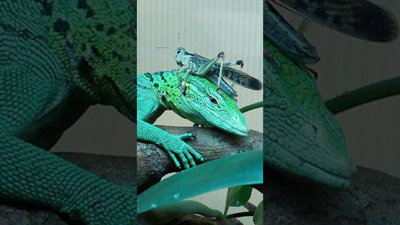 Guarda 🐊 Varano Esmeralda 🔗👀 #varano #prasinus #curiosidades #animales #refugiodeanimales #xtrauss su YouTube Guarda 🐊 Varano Esmeralda 🔗👀 #varano #prasinus #curiosidades #animales #refugiodeanimales #xtrauss su YouTube