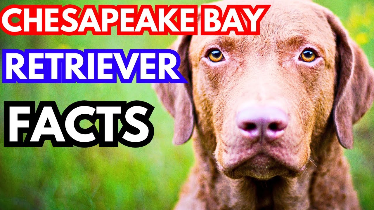Chesapeake Bay Retriever - Top 10 Facts
