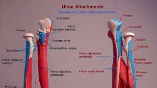 song on Ulna bone