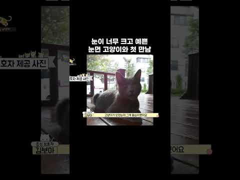 시각장애 고양이와 일상이 특별해진 집사 #shorts