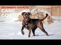 BEGINNER&#39;S GUIDE TO THE CANE CORSO
