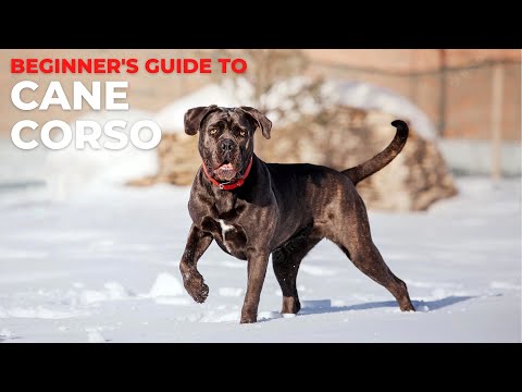 Cane Corso Puppy Love:  The Ultimate Guide To Owning One