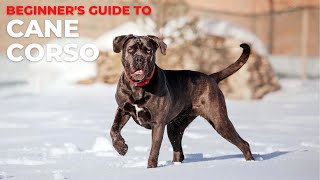 BEGINNER'S GUIDE TO THE CANE CORSO