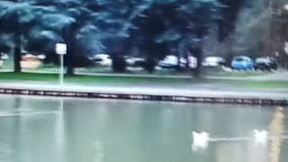 Zwan Swemming Enjoy Watching