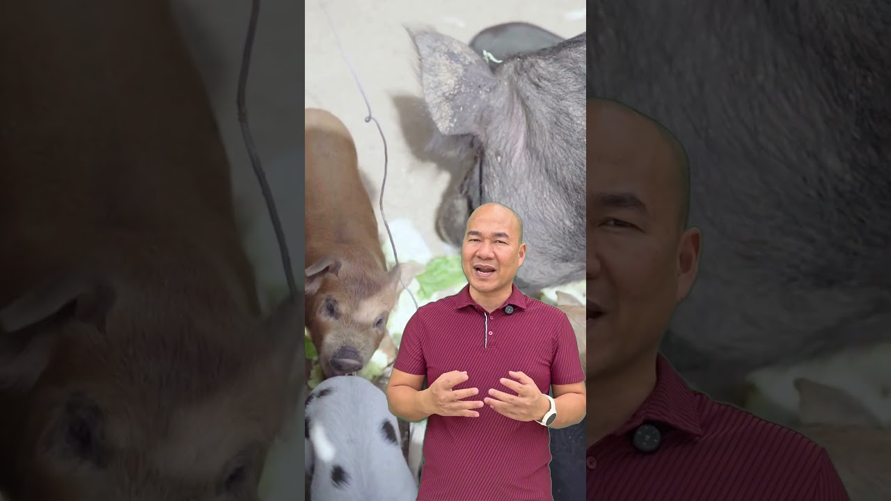 5 loại thuốc sát trùng hiệu quả nhất trong chăn nuôi!