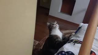 Смешное, милое видео. Кот "говорит" хочу играть. Разговаривает кот не матерится.