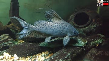 Cá Trường Giang Sao - Cá Mèo Bơi Ngữa  ( Synodontis eupterus - Synodontis acanthomias)