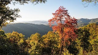 Asheville Fall Color Report for October 24, 2018