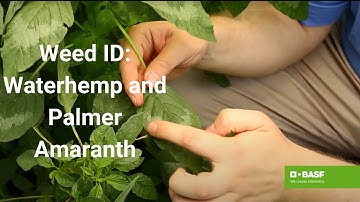 How to Identify Waterhemp & Palmer Amaranth Pigweed in Your Field