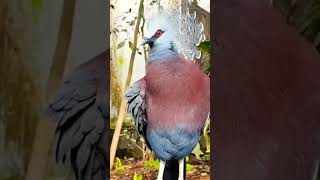 A Maior Espcie De Pombo Do Mundo