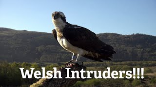 Welsh Intruders – A Brother & Sister!