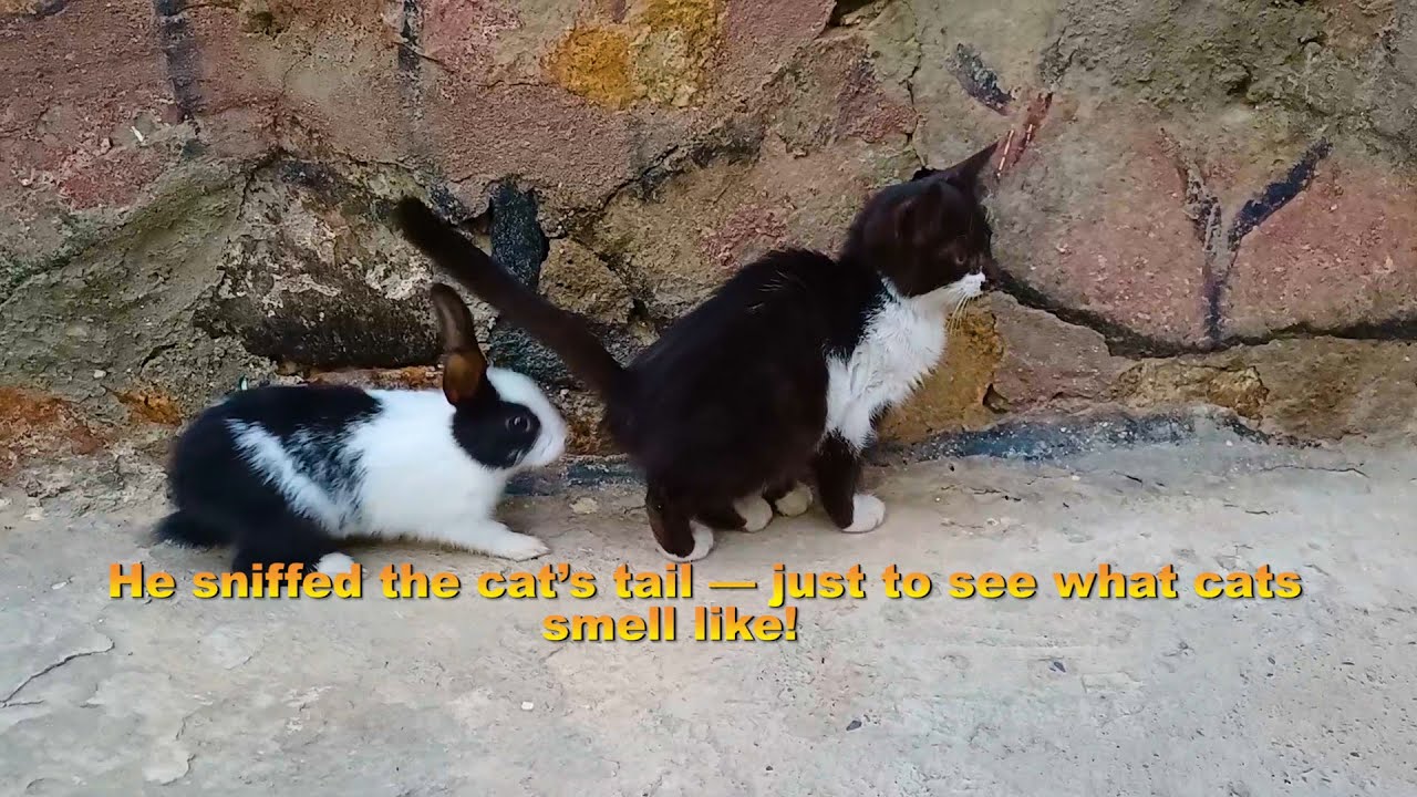 When a Rabbit Gets Too Curious 🐰😹 | Funny Cat and Rabbit Friendship Story