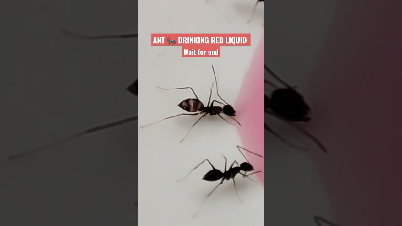 Ant 🐜 drinking red candy 🍬 liquid 