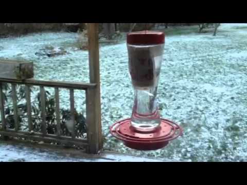 Keep Hummingbird Feeders From Freezing Youtube