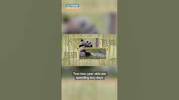 EXCLUSIVE: Giant pandas to return to Smithsonian National Zoo in DC