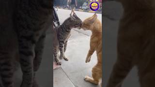 They Chose Violence Today