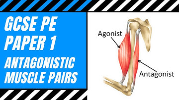 AQA GCSE PE: What Is An Antagonistic Pair? | Agonist | Antagonist | Muscle Action | Movement