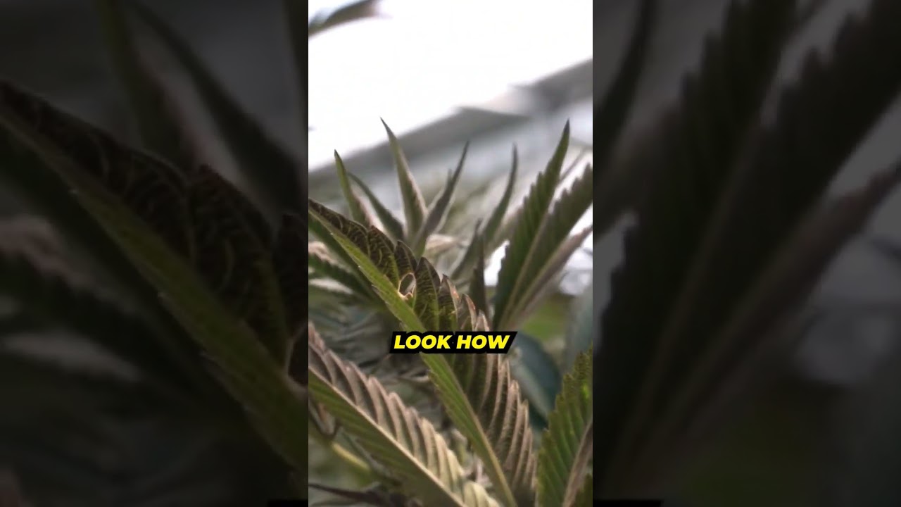 Gotta love Blackleaf's enthusiasm 