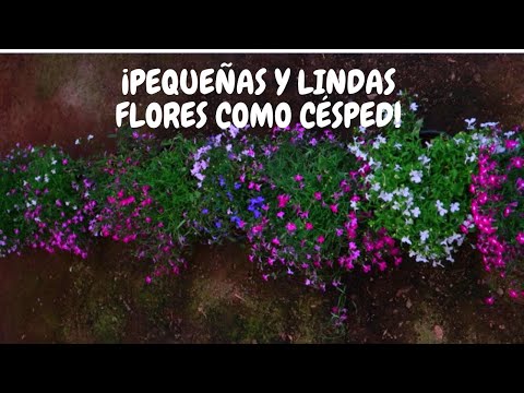 Vídeo: Lobelia