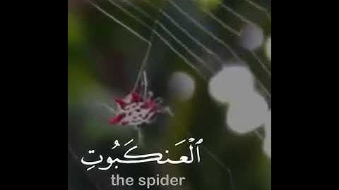 قرآن كريم بصوت سعد الغامدي || حالات واتس اب دينية