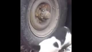 12507744 1732992856931613 965811330 n