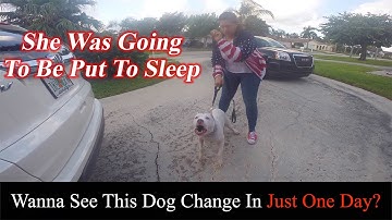 "Aggressive" Pit Bull Instantly Changes With Ivan Balabanov