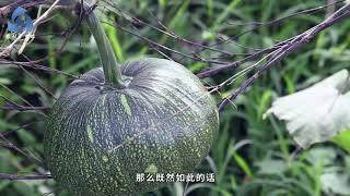 取消农业户口快成定局？农民将会面临3个选择，快来了解一下
