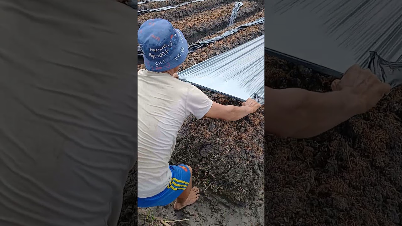 The process of installing plastic mulch on agricultural land 