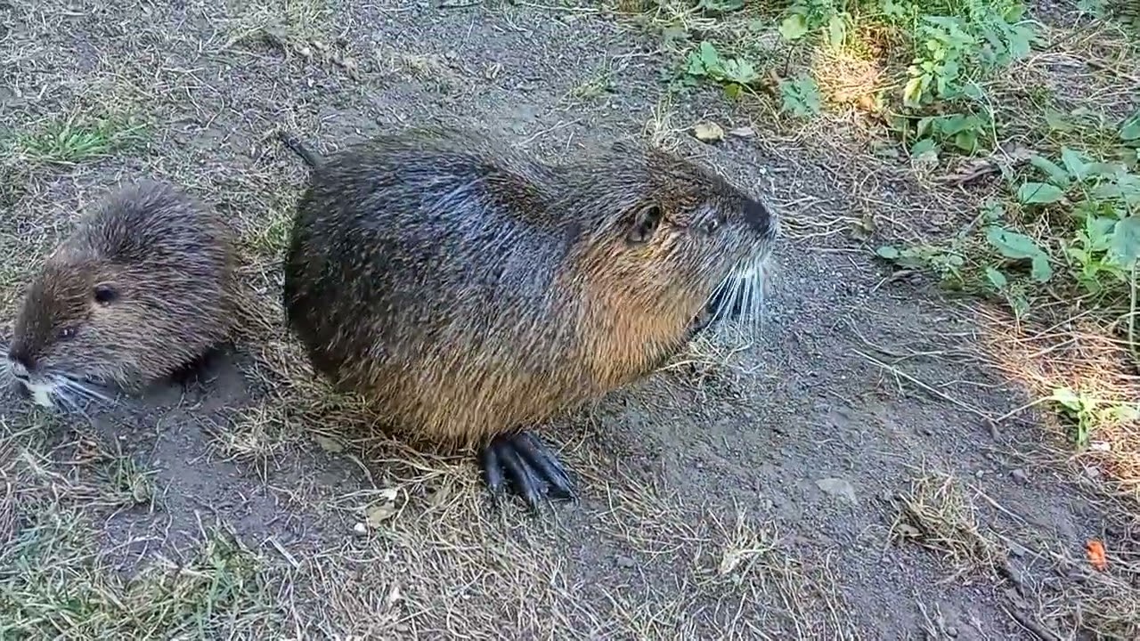 Wild Nutria.