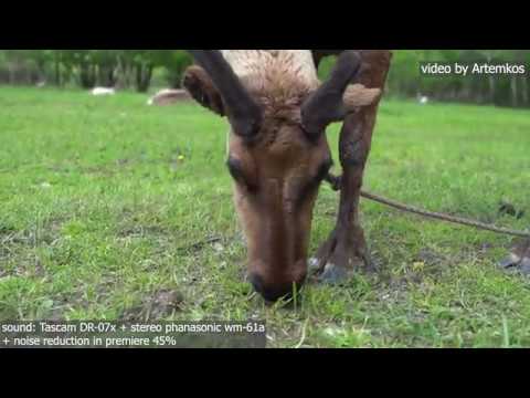 Tascam DR-07X vs WM-61A phanasonic vs Sony a7iii - TEST SOUND - deer, goats, the city