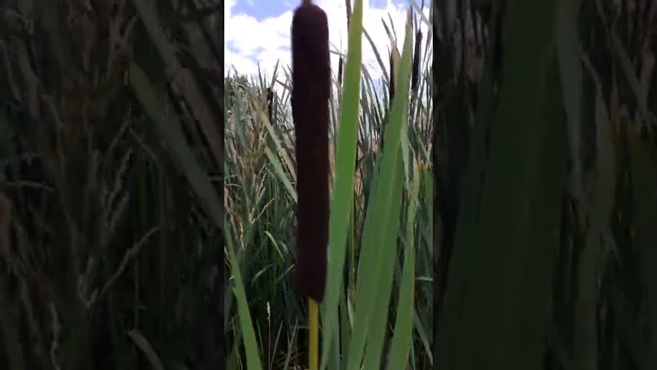 Typha Latifolia (03/07/2022) La Haute Coutance