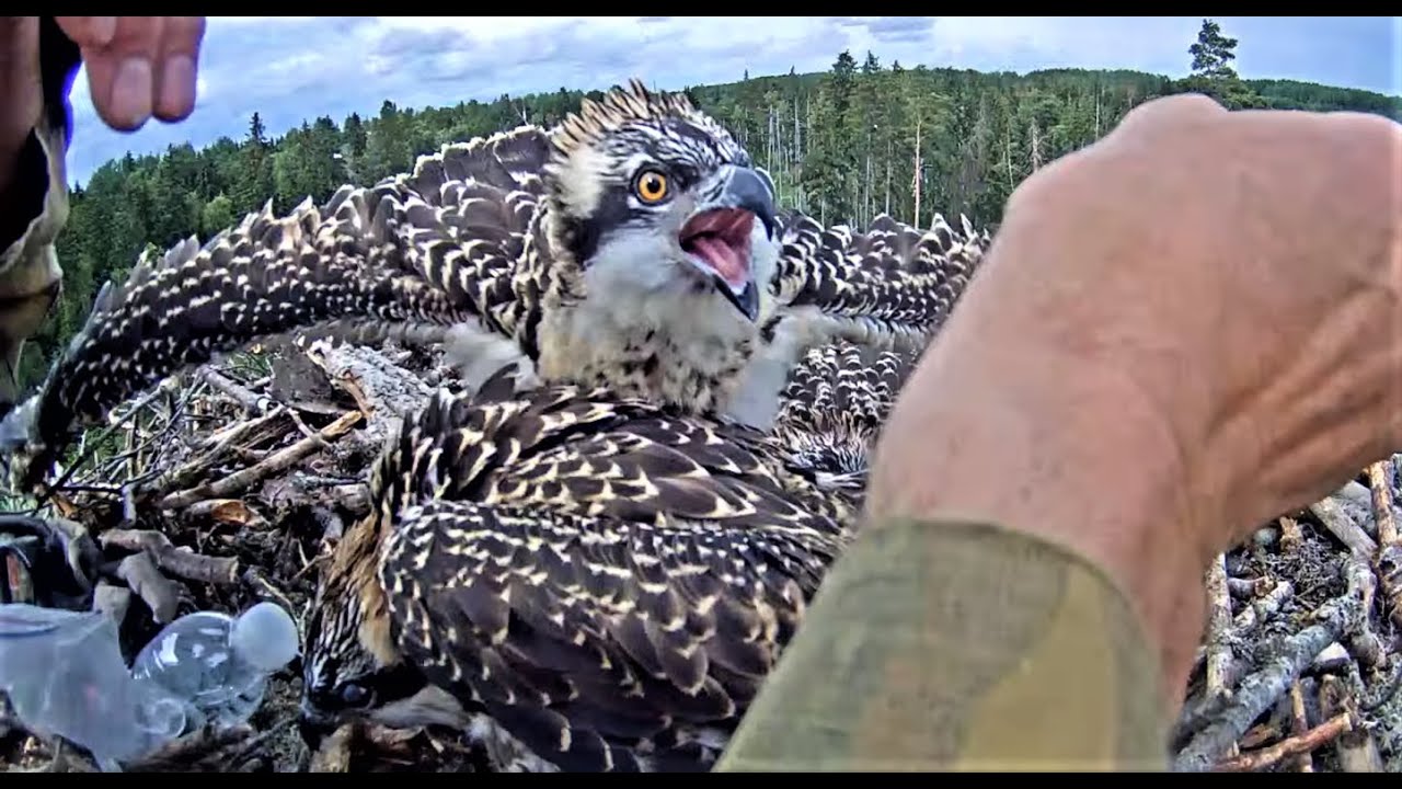 Kalakotkas 2: Osprey ringing / ID / Kольцевание скоп / Zivjērgļu gredzenošana