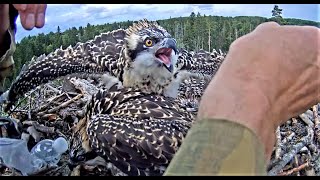 Kalakotkas 2: Osprey ringing / ID / Kольцевание скоп / Zivjērgļu gredzenošana
