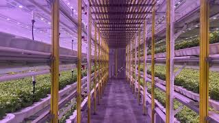 AGEYE - Vertical Farm Walkthrough
