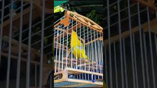 Canario Criollo Costa