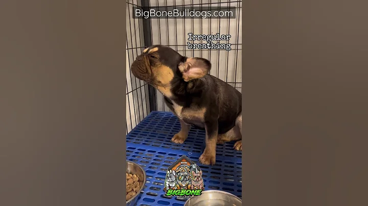 Pneumonia treatment at home! Save💰‼️Save🐶sLife‼️ #shortsdog #pneumonia