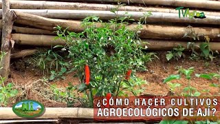 How to Grow Organic Chili Peppers - TvAgro by Juan Gonzalo Angel Restrepo