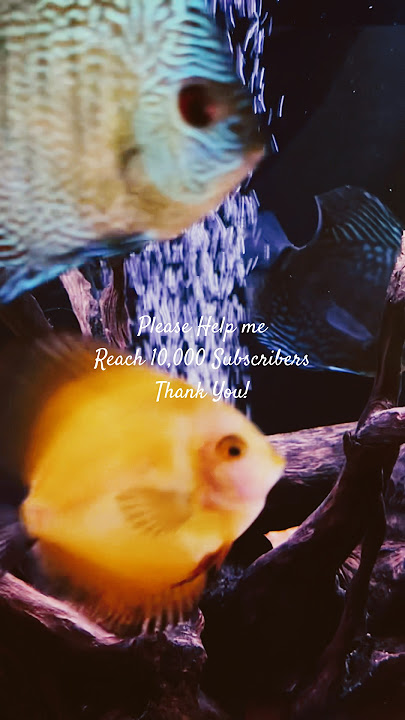 10,000 Subscribers… So Close! #short #shorts #aquarium #fish #fishtank #aquariumfish #aquatic #relax