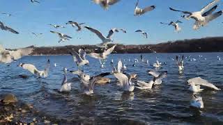 🪿🪿🪿 Watch hungry birds eat! Don't miss what happens! Flock of Seagulls, Geese, duck sounds #4k! #usa