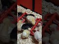 Epic Chick Feeding Frenzy! 🐥 #babychicks