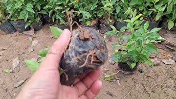 Bán buôn cây chuỗi ngọc giống 0977973535