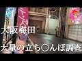 大阪梅田の今の実態とパンチのある女の子そしてまた歌いました【217場所目】