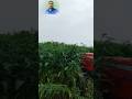 Gaon se jo tractor chori howa tha jantar ke kheton se mila chor tractor chor kar bag gaye #ytshorts