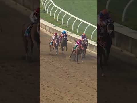 The 2025 Breeders' Cup Classic belongs to Forever Young 🏇