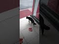 Süße Schwarz Weiß Katze 😍 beim Tierarzt Demirtas bei Alanya Türkei 🇹🇷 Montag, 25.Mai 2026