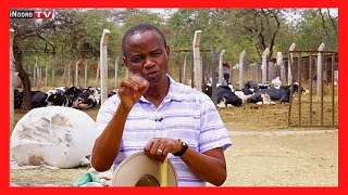 Thiri cia ũrĩmi wa ng’ombe cia iria - Part 1 Thiri cia ũrĩmi wa ng’ombe cia iria - Part 1