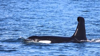 A Journey Through Prince William Sound
