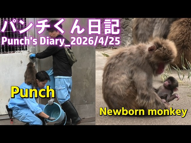 April 25, here's the latest update on Punch the monkey! Punch is