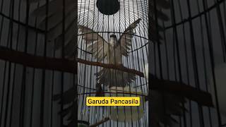 Download Lagu burung trucukan kebo garuda MP3