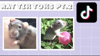 Rat tik toks pt 2 | cute and funny rat tik tok compilation | 2021